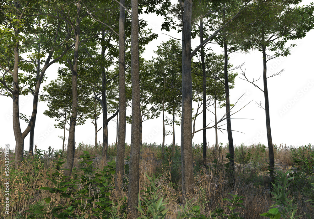 Fototapeta premium Forest roads on a transparent background