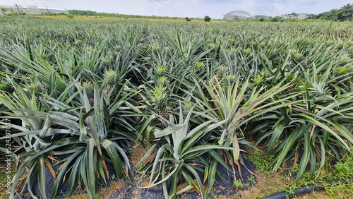 Ananas farm from Gabon