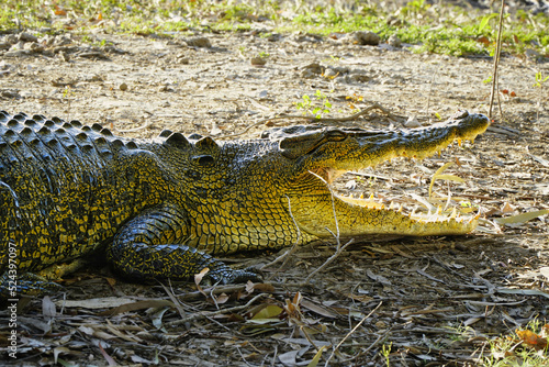 crocodile close up view taken in Kakadu National Park