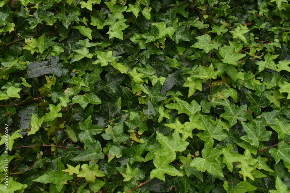 green ivy leaves green ivy leaves