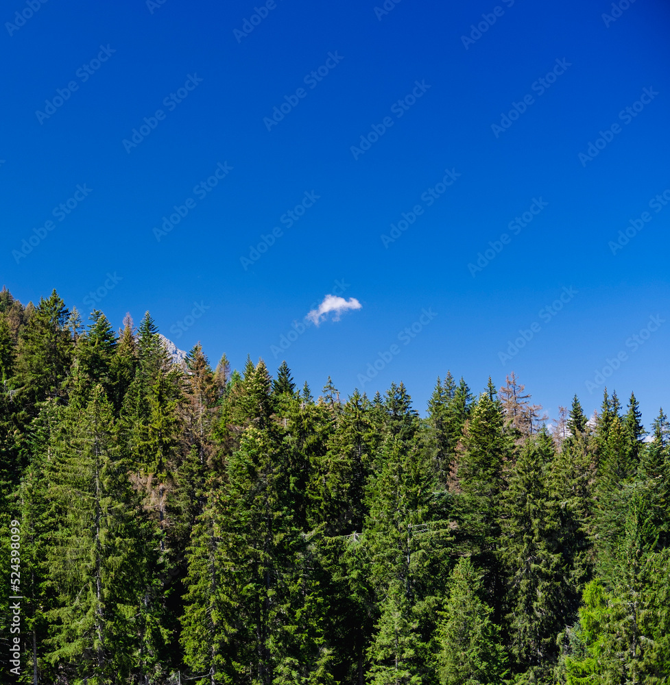 forest and sky forest and sky