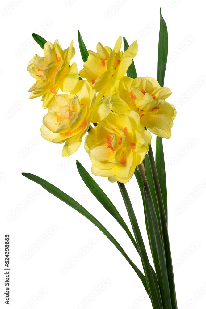 Bouquet yellow narcissus delnashaugh with petals on white background. Full depth of field. With clipping path Bouquet yellow narcissus delnashaugh with petals on white background. Full depth of field. With clipping path