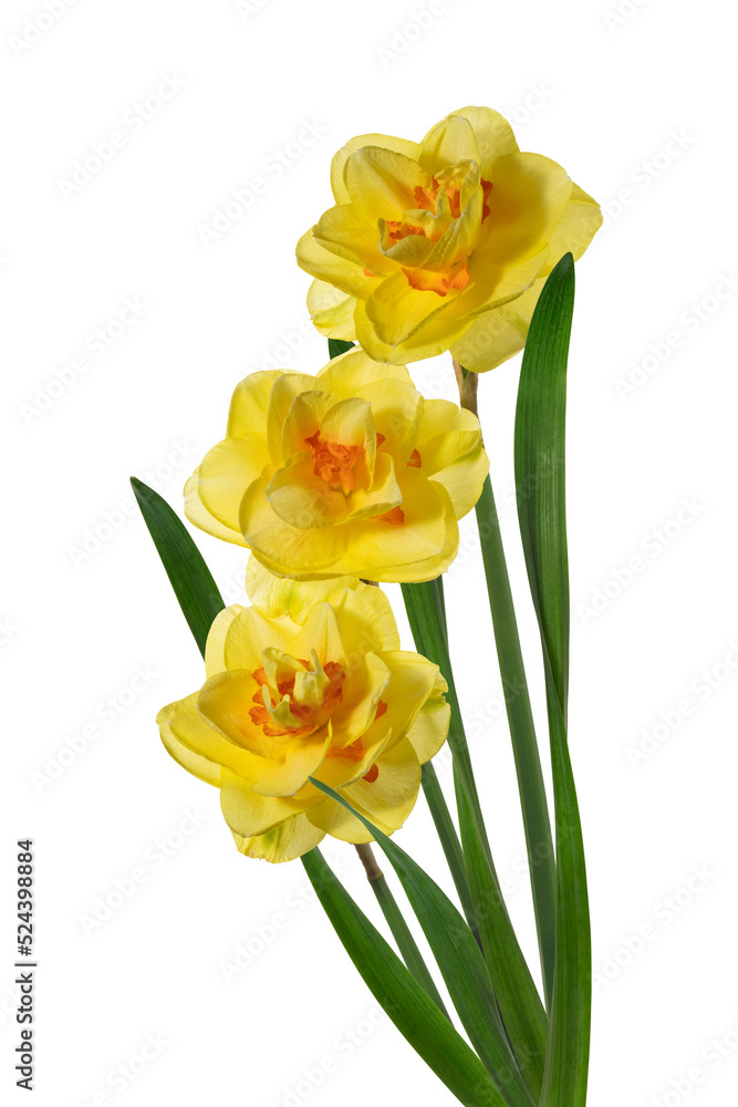 Three yellow narcissus delnashaugh with petals on white background. Full depth of field. With clipping path Three yellow narcissus delnashaugh with petals on white background. Full depth of field. With clipping path