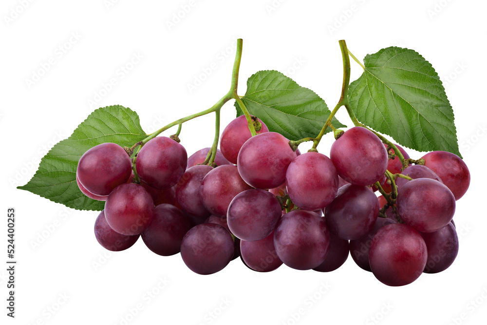 Bunches of fresh ripe red grapes on alpha background.