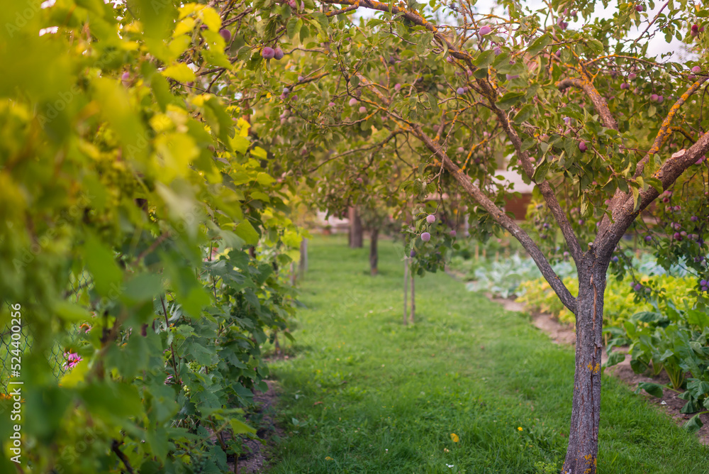 Naklejka premium Blossom flowers in the summer garden. Colorful beauty.