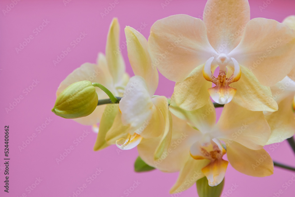 orchid on a pink background,beautiful yellow flower on a glamorous pink background orchid on a pink background,beautiful yellow flower on a glamorous pink background