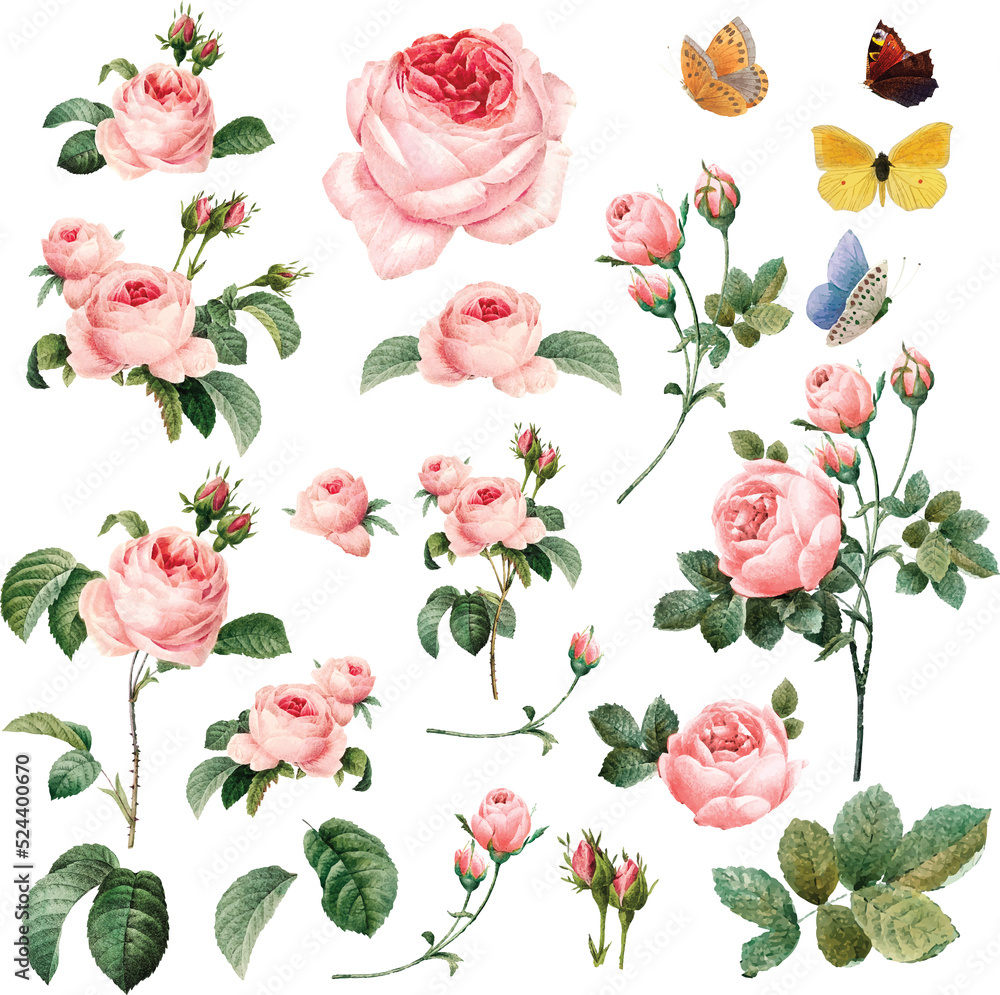Pink rose watercolor PNG
