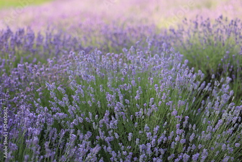 Lavender field in the golden hour