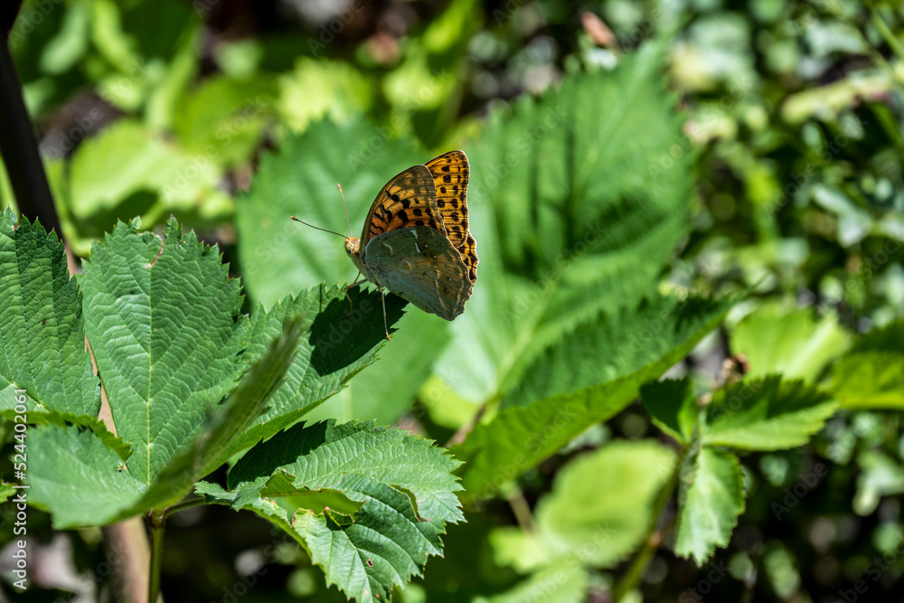 brown butterfly on green foliage closeup brown butterfly on green foliage closeup