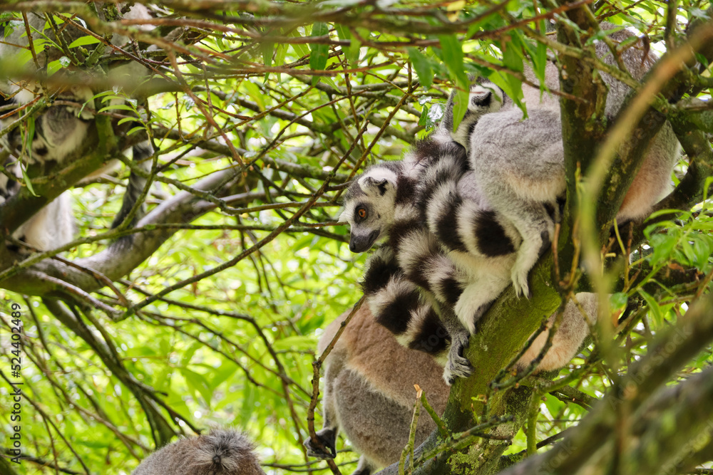 A group of ring-tailed lemurs in a tree sheltering from the rain. The ring-tailed lemur or Lemur catta is a large primate with a long, black and white ringed tail and originates from `Madagascar. A group of ring-tailed lemurs in a tree sheltering from the rain. The ring-tailed lemur or Lemur catta is a large primate with a long, black and white ringed tail and originates from `Madagascar.