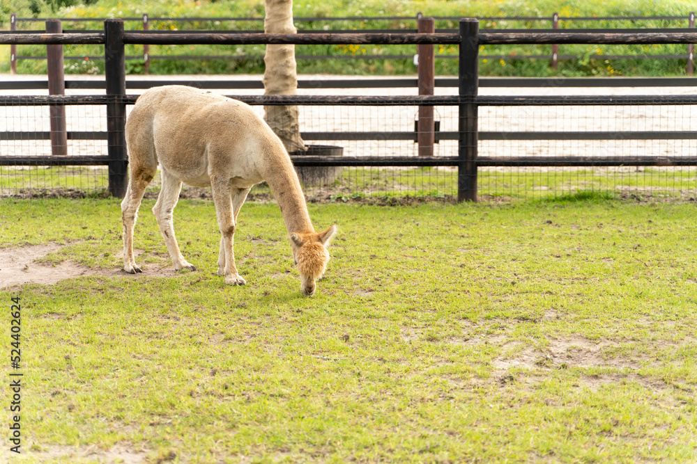 A white alpaca on green grass meadow. Curious funny animals on meadow. Wool of different colors. Curious, soft, animal themes