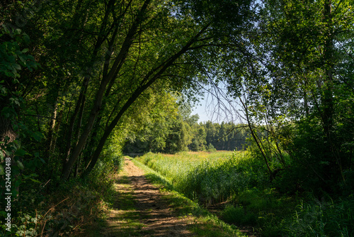 Trees along track near Zelhem in The Netherlands.
