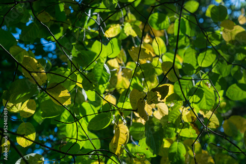 Light filtering through trees near the Priesterinkdijk near Zelhem (The Netherlands) in an extremely dry summer. photo