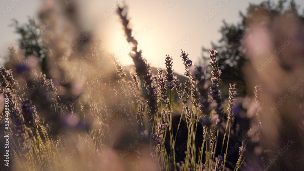Close up view of beautiful Lavender flowers sway at sunset. Field of lavende Close up view of beautiful Lavender flowers sway at sunset. Field of lavende