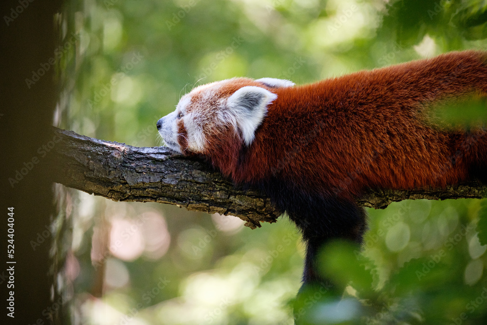 Fototapeta premium red panda on the tree