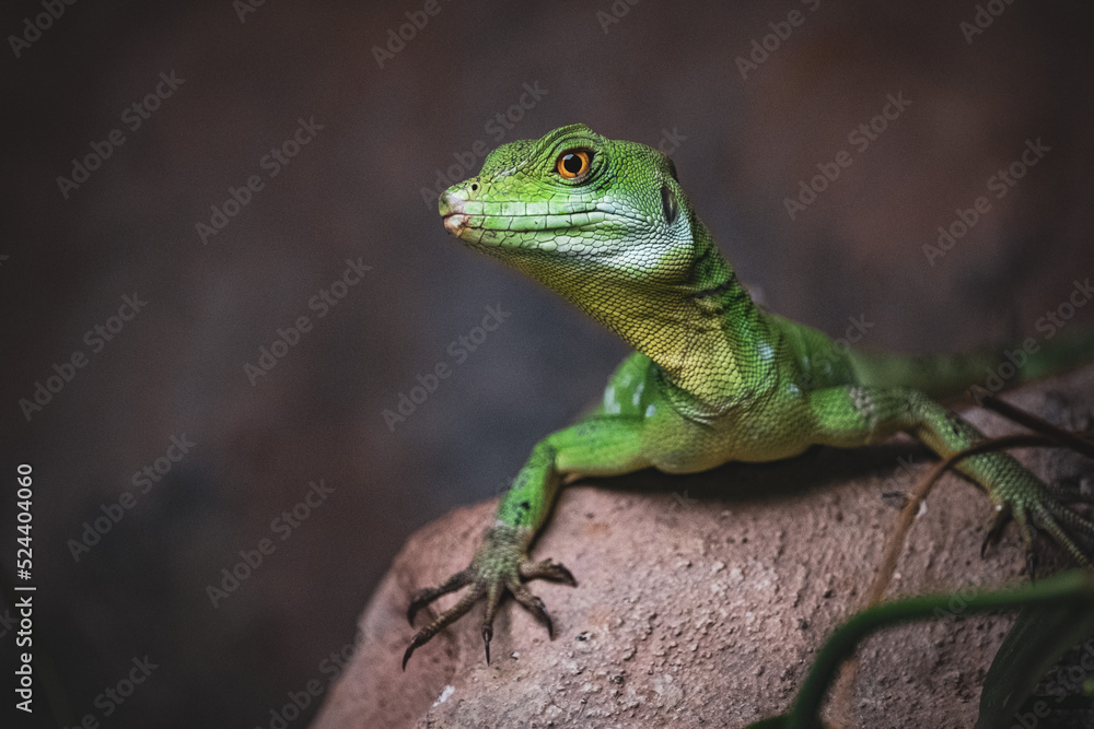 Fototapeta premium green lizard