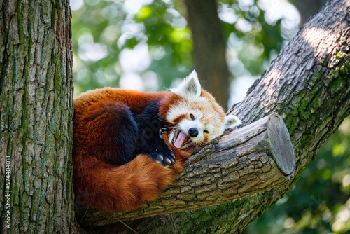 red panda on the tree