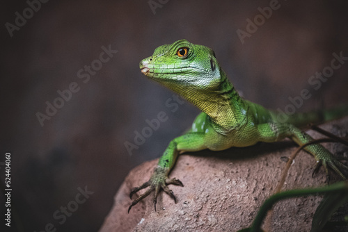 green lizard © Jim Barris