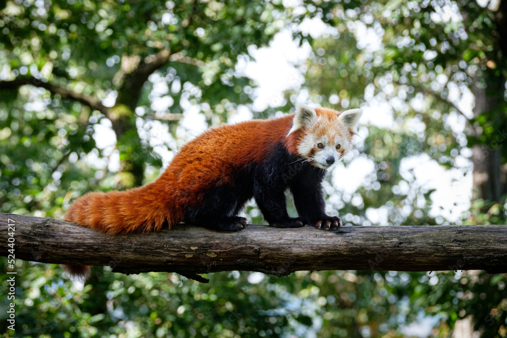 Obraz premium red panda on the tree