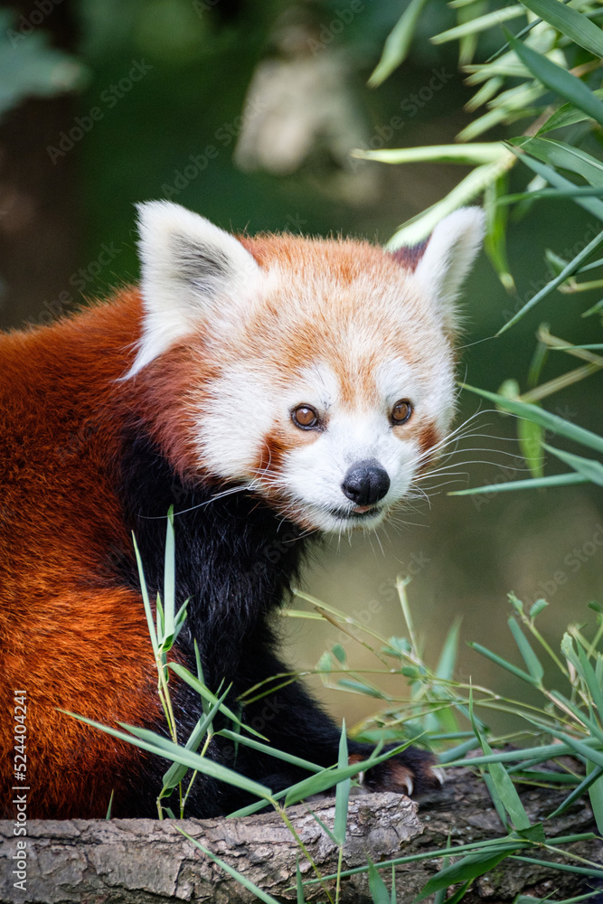 Fototapeta premium red panda on the tree