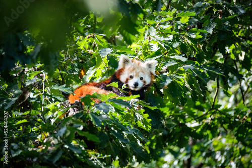red panda on the tree