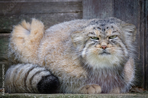pallas's cat