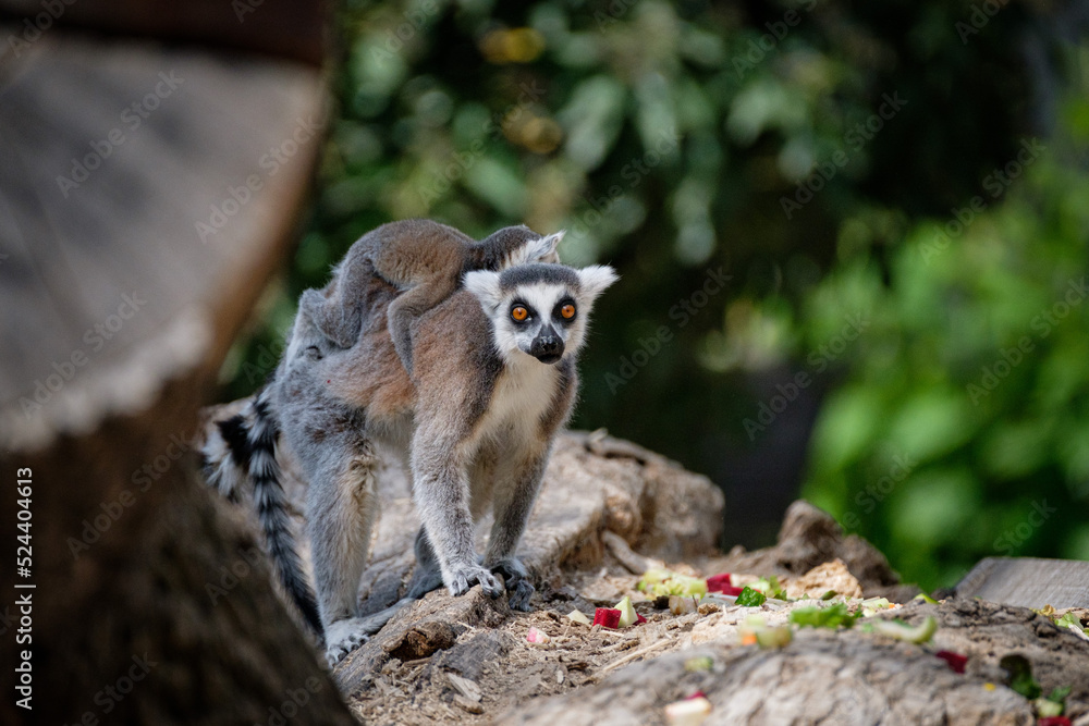 Obraz premium curious lemur