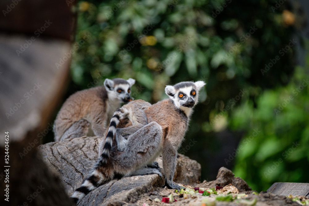 curious lemur 
