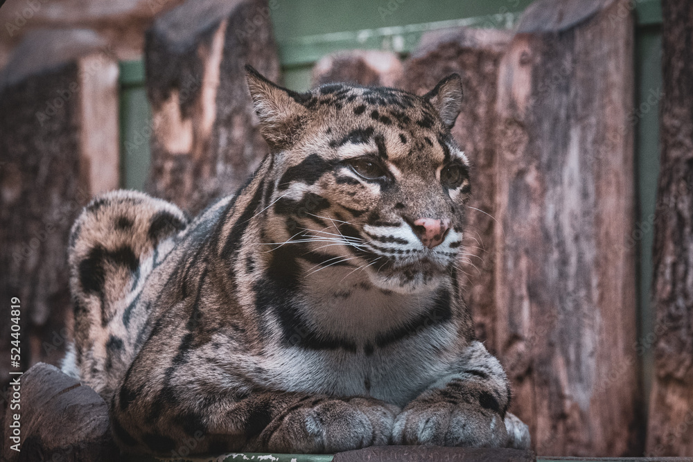Naklejka premium Clouded leopard