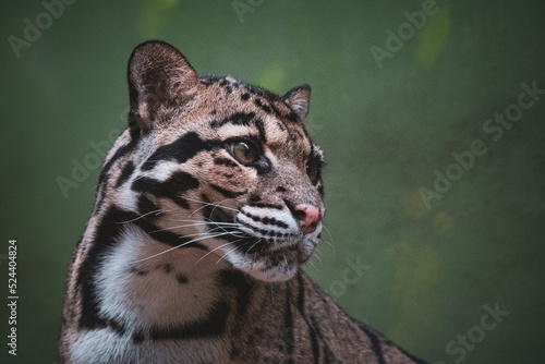 Clouded leopard