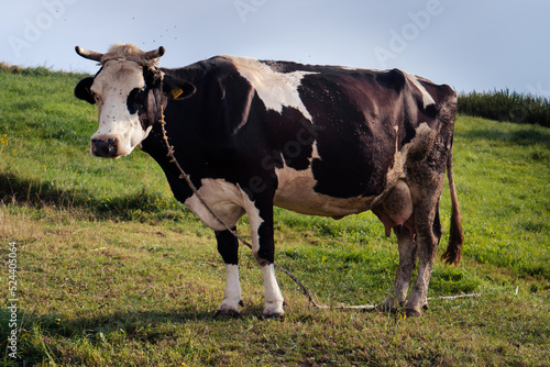 krowa na łące