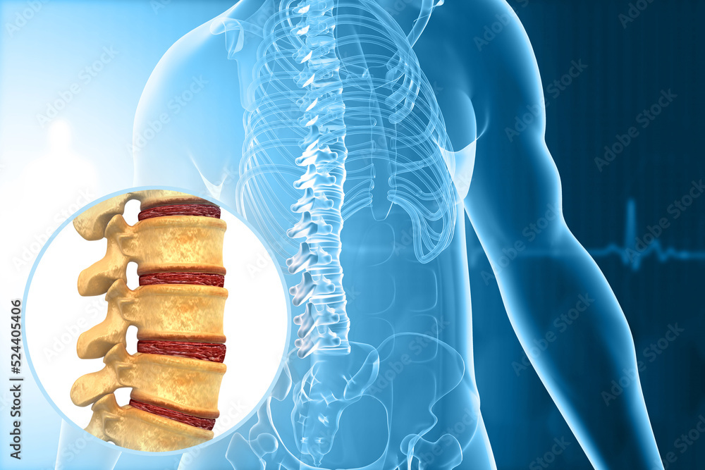 Human spine anatomy 3d illustration Stock Illustration Biology Diagrams