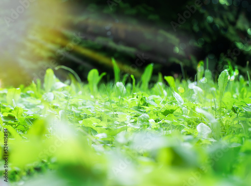 Green grass summer day background