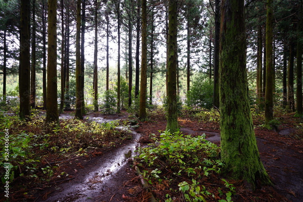 Fototapeta premium mossy cedar woods in autumn forest