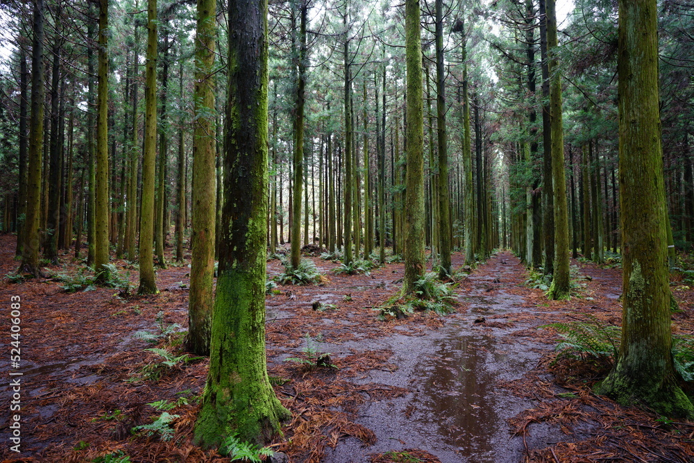 mossy cedar woods in autumn forest mossy cedar woods in autumn forest