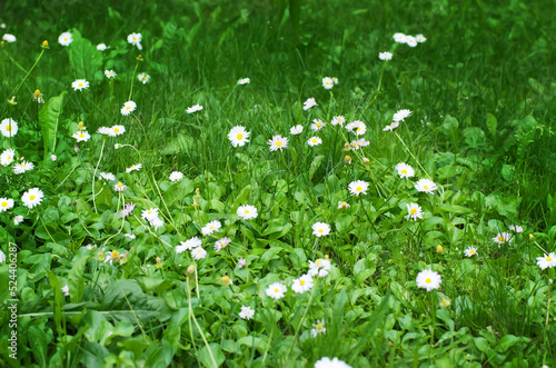 Green grass summer day background