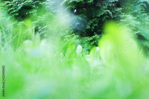 Green grass summer day background