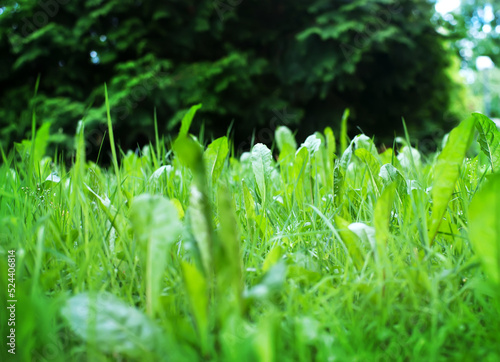 Green grass summer day background