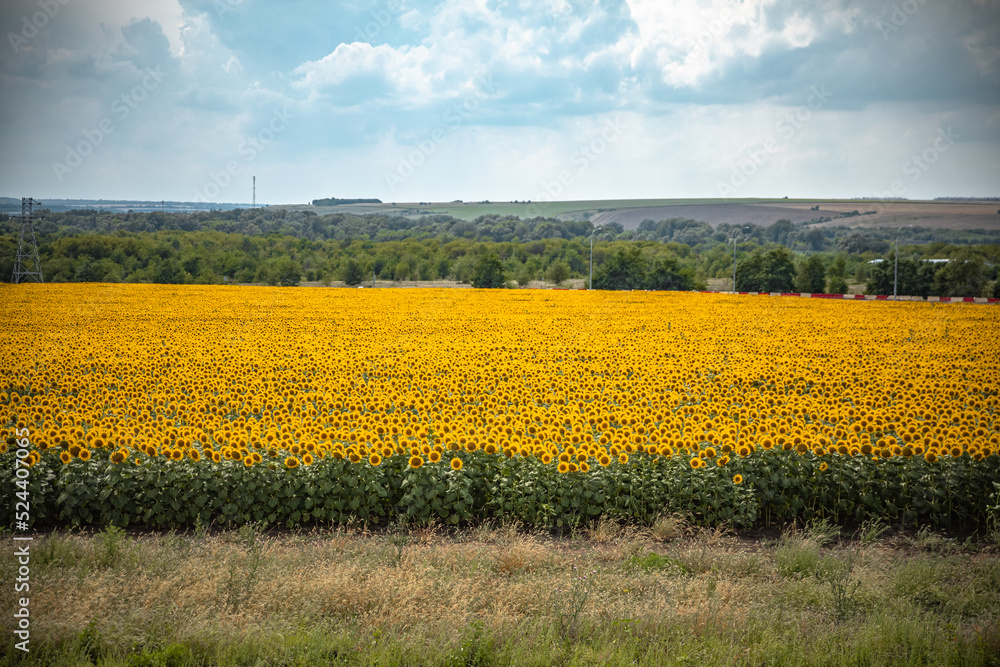 Fototapeta premium field of yellow flowers