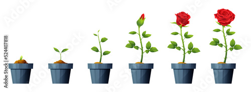 Beautiful red rose flower growth and development stages illustration. Life cycle of rose flower