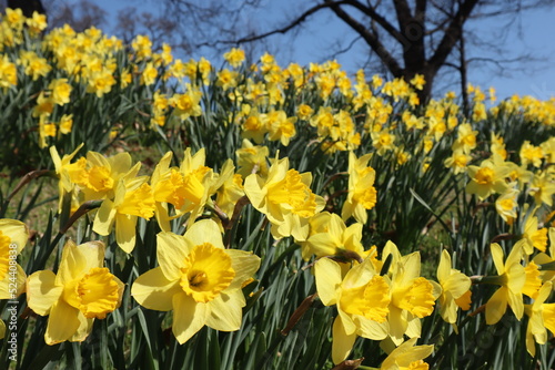 field of yellow daffodils in the spring