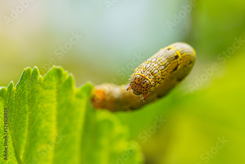 Fall armyworm Spodoptera frugiperda on a green leaf. Selective focus image. Extreme close up view.