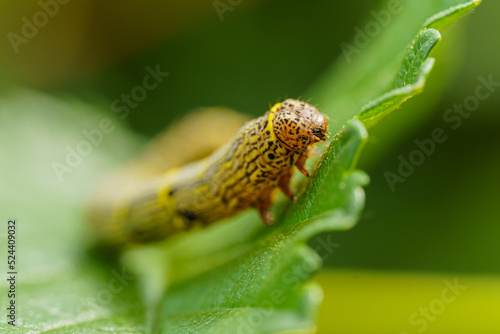 Fall armyworm Spodoptera frugiperda on a green leaf. Selective focus image. Extreme close up view. photo