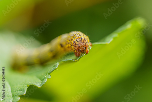 Fall armyworm Spodoptera frugiperda on a green leaf. Selective focus image. Extreme close up view.