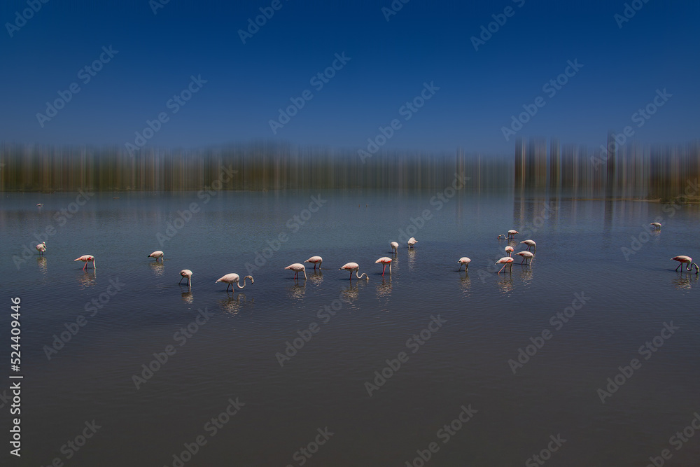 l bird white-pink flamingo on a salty blue lake in spain in calpe urban landscape