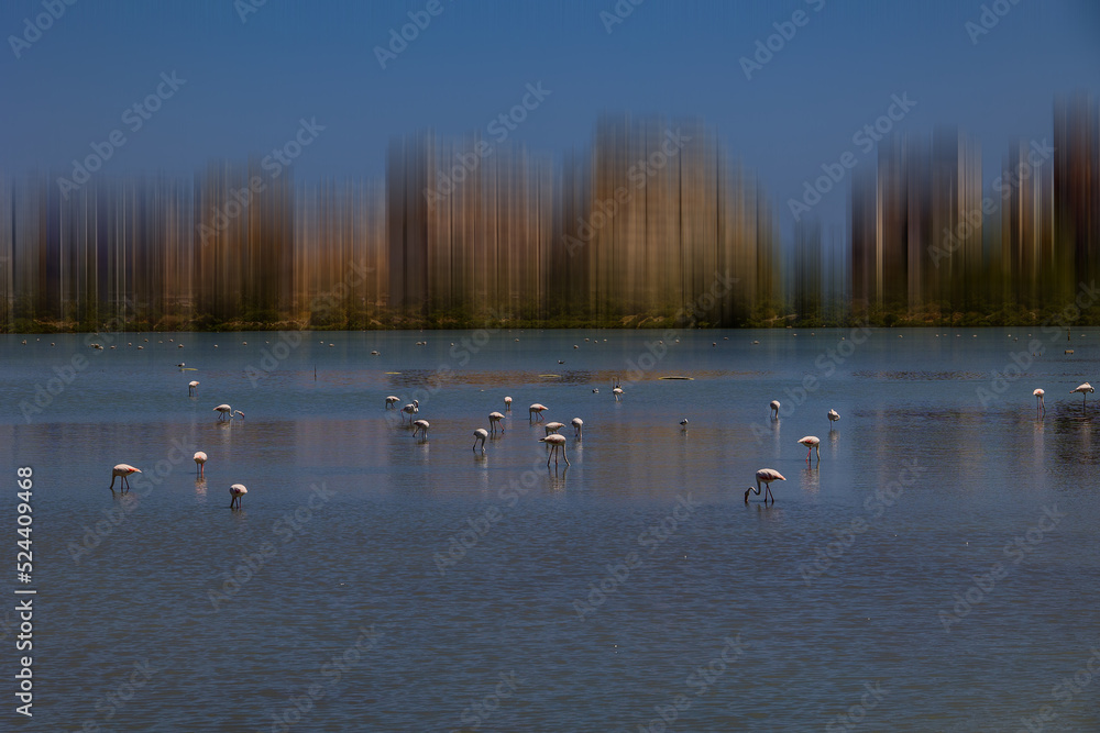 l bird white-pink flamingo on a salty blue lake in spain in calpe urban landscape