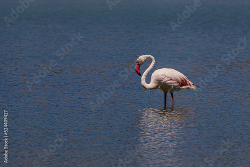  bird white-pink flamingo on a salty blue lake in calpe spain