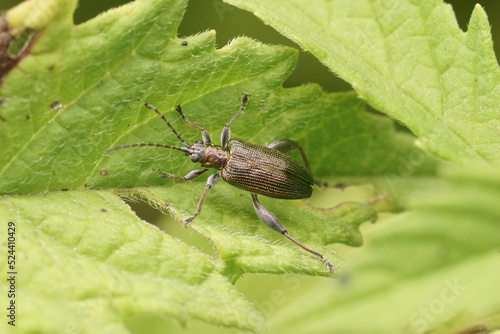 Bilde på lerret Closeup on a brassy colored half-penny reed beetle, Donacia semicuprea