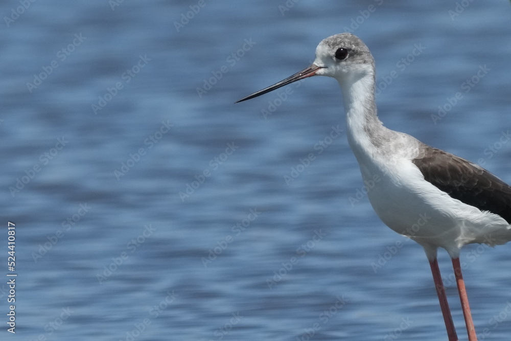black winged stilt in a pond black winged stilt in a pond