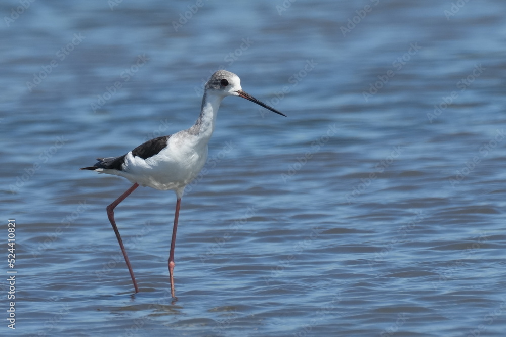 black winged stilt in a pond black winged stilt in a pond